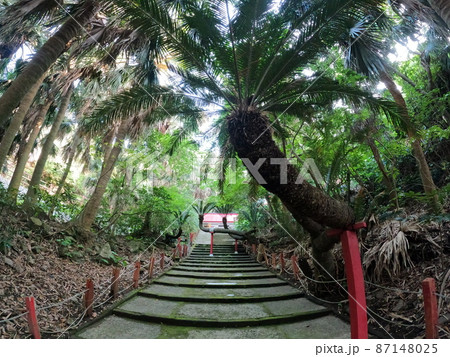 佐多岬展望台の御崎神社のソテツ 佐多岬展望台の御崎神社のソテツ 87148025