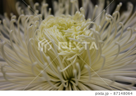 大輪白菊花管物咲　　　　　　*・＊☆White Chrysanthemum grandifl☆＊・* 87148064