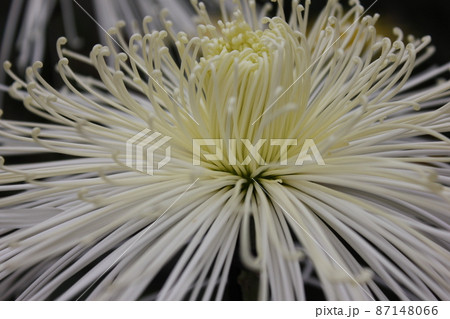 大輪白菊花管物咲　　　　　　*・＊☆White Chrysanthemum grandifl☆＊・* 87148066