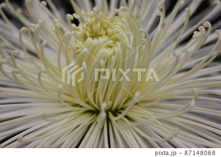 大輪白菊花管物咲　　　　　　*・＊☆White Chrysanthemum grandifl☆＊・* 87148068