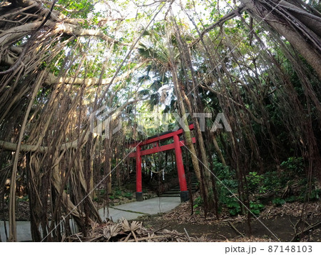 佐多岬展望台のガジュマルの蔦と御崎神社の鳥居 87148103