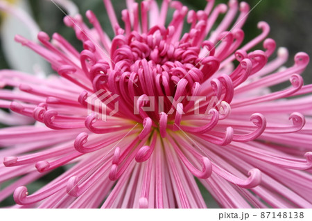 大輪桃菊花管物咲　　　　　　*・＊☆Pink Chrysanthemum grandifl☆＊・* 87148138