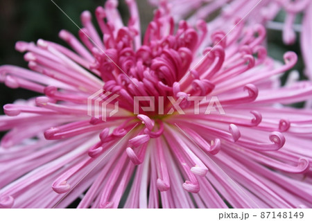 大輪桃菊花管物咲　　　　　　*・＊☆Pink Chrysanthemum grandifl☆＊・* 87148149