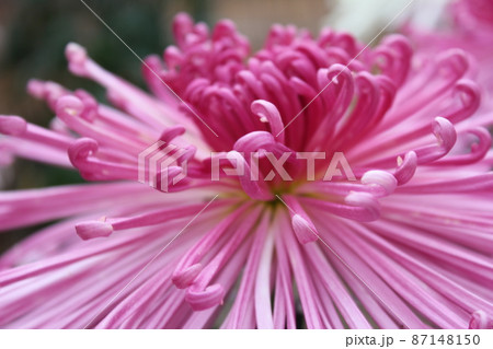大輪桃菊花管物咲　　　　　　*・＊☆Pink Chrysanthemum grandifl☆＊・* 87148150