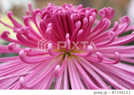 大輪桃菊花管物咲　　　　　　*・＊☆Pink Chrysanthemum grandifl☆＊・* 87148151