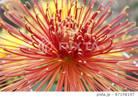 大輪赤菊花管物咲　　　　　　*・＊☆Red Chrysanthemum grandifl☆＊・* 87148197