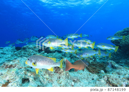 水中　アヤコショウダイ 87148199