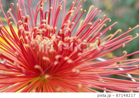 大輪赤菊花管物咲　　　　　　*・＊☆Red Chrysanthemum grandifl☆＊・* 87148217