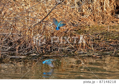 埼玉県比企郡川島町の越辺川白鳥飛来地　川面を飛ぶ2羽のカワセミ 87148218