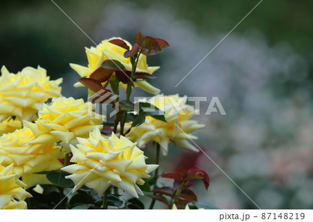 花の女王 87148219