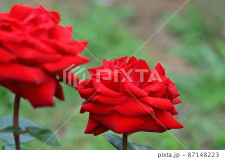 花の女王 花の女王 87148223