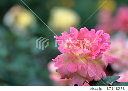 花の女王 87148228