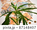 Marihuana - Photo on Money Bills Background 87148407