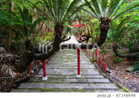 佐多岬展望台御崎神社のソテツ 佐多岬展望台御崎神社のソテツ 87148649