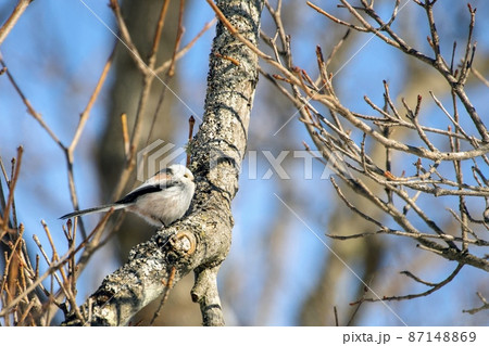 シマエナガ 87148869