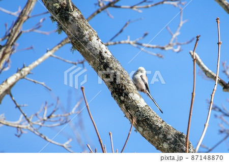 シマエナガ シマエナガ 87148870