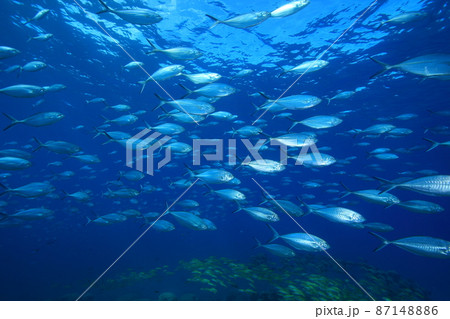 鯵の群れ 87148886