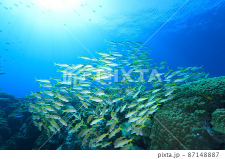 黄色の魚 黄色の魚 87148887