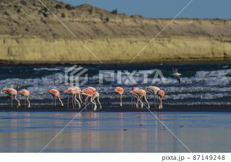 Flamingos flock, Patagonia, Argentina 87149248