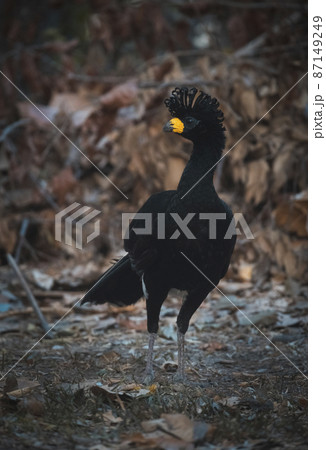 Bare faced Curassow, in a jungle environment, Pantanal Brazil 87149249
