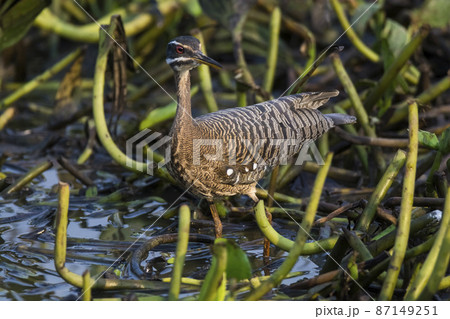Sunbittern, in a jungle environment, Pantanal Brazil 87149251