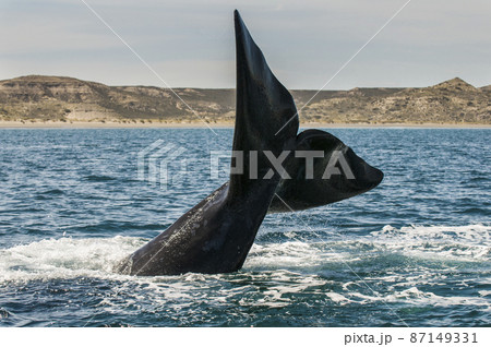 Whale tail in Peninsula Valdes,, Patagonia, Argentina 87149331