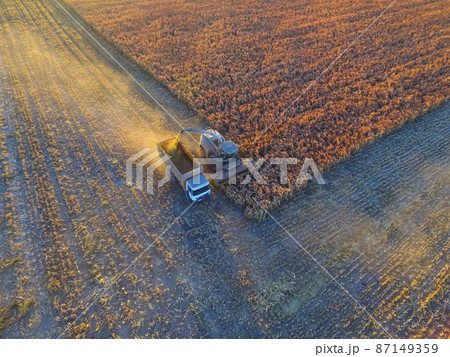 Sorghum harvest, in La Pampa, Argentina 87149359