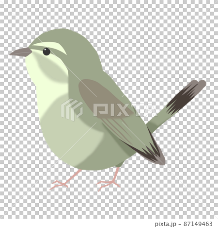 Cute illustration of warbler Cute illustration of warbler 87149463