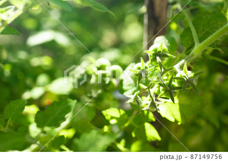Green tomato plant growing in organic vegatable garden, close-up 87149756