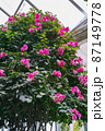 ブーゲンビリア 87149778