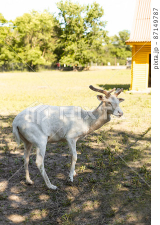 Beautiful Albino white deer standing on a field Beautiful Albino white deer standing on a field 87149787