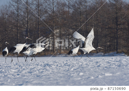 給餌場から飛び立つタンチョウの群れ（北海道・鶴居） 87150690