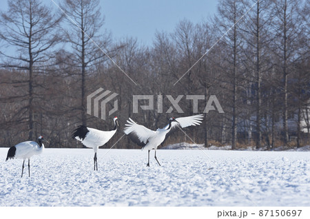翼を広げて着陸するタンチョウ(北海道・鶴居) 翼を広げて着陸するタンチョウ(北海道・鶴居) 87150697