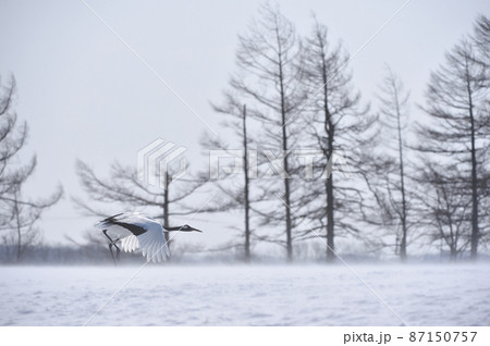 給餌場から飛び立つ前に助走するタンチョウ（北海道・鶴居） 87150757