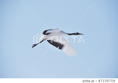 青空を飛ぶタンチョウ（北海道・鶴居） 87150759