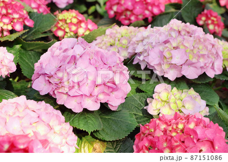 Beautiful multicolored hydrangea flowers blooming in the garden. 87151086