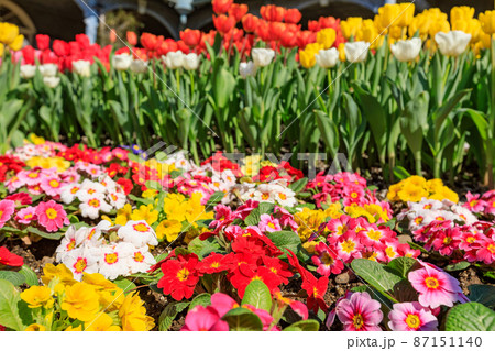 チューリップとプリムローズ チューリップとプリムローズ 87151140