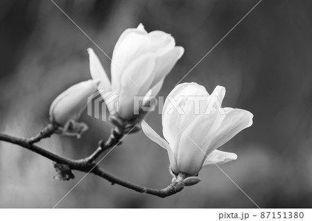 モクレンの花(モノクロ) モクレンの花(モノクロ) 87151380