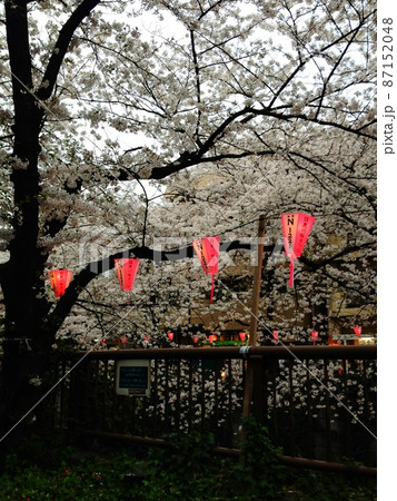 目黒川の桜 87152048