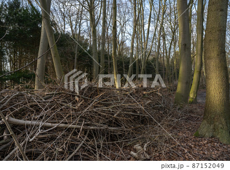 Stumps and logs in park. Timber logging industry banner. Stumps and logs in park. Timber logging industry banner. 87152049