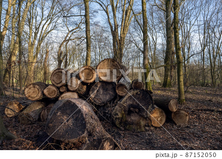Stumps and logs in park. Timber logging industry banner.  87152050