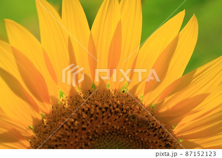 北海道北竜町ひまわりの里ひまわりと蜂 87152123