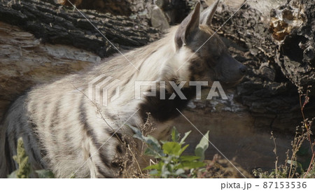 Portrait of a spotted hyena in the shade of trees 87153536