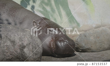 Pygmy Hippopotamus in a Moscow zoo Choeropsis liberiensis.. 87153537