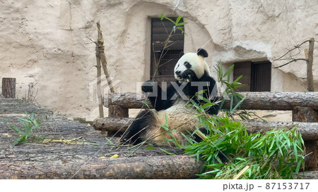 Panda eat juicy bamboo branches for lunch 87153717