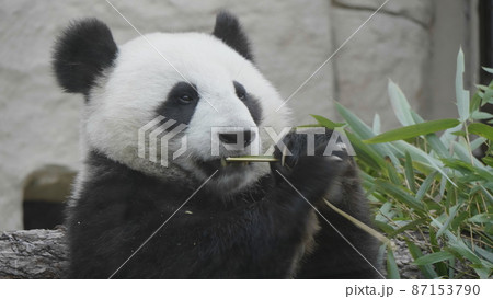 Panda eat juicy bamboo branches for lunch 87153790