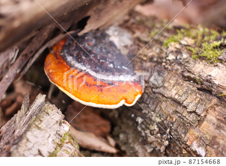 Brown fungus mushroom on tree Brown fungus mushroom on tree 87154668