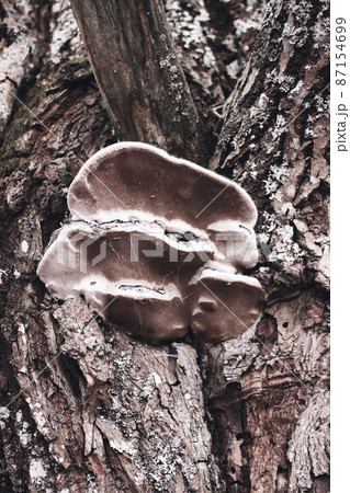 Brown fungus mushroom on tree 87154699