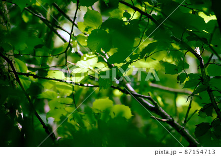 Wet leaves and grass in a summer forest after rain. Wet leaves and grass in a summer forest after rain. 87154713
