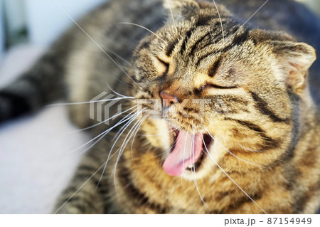 猫のあくびの瞬間 猫のあくびの瞬間 87154949